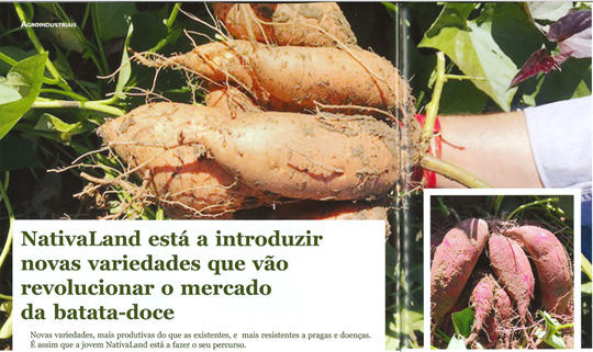 NativaLand está a introduzir novas variedades que vão revolucionar o mercado da batata-doce